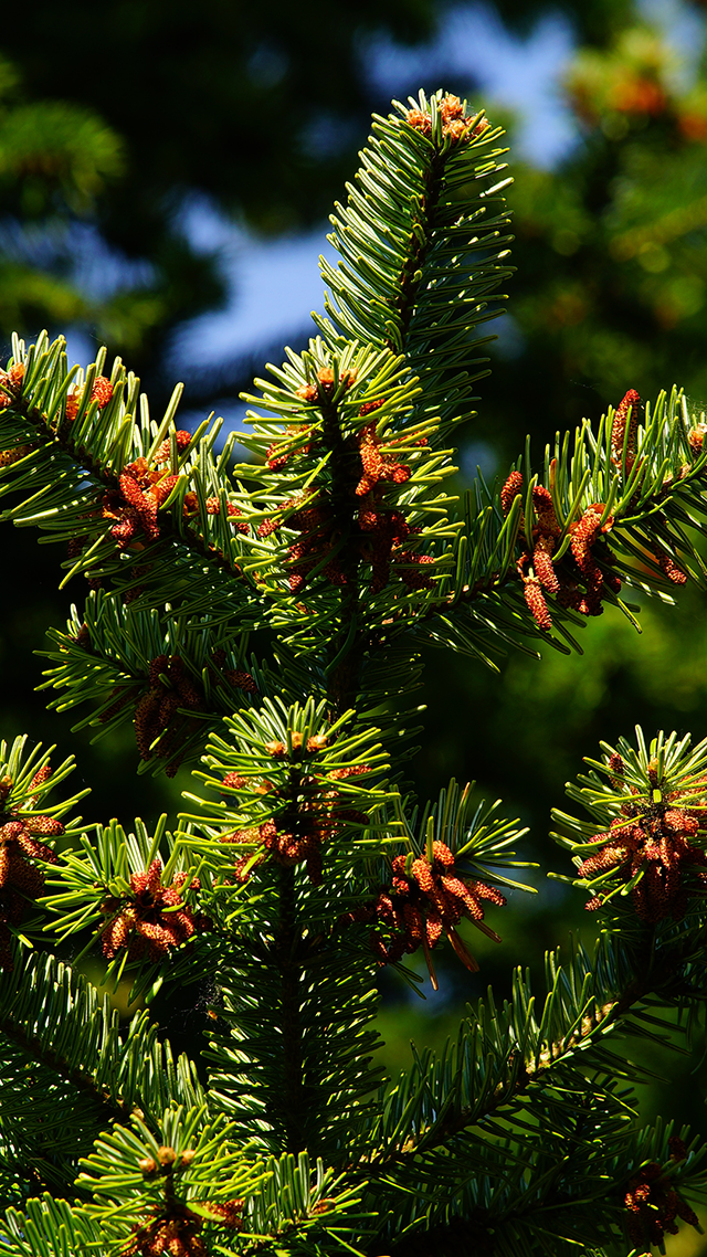 Green Pines Home Screen Wallpaper.
