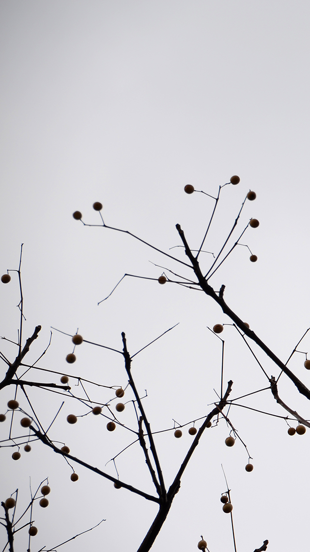 Silhouette Home Screen Wallpaper.