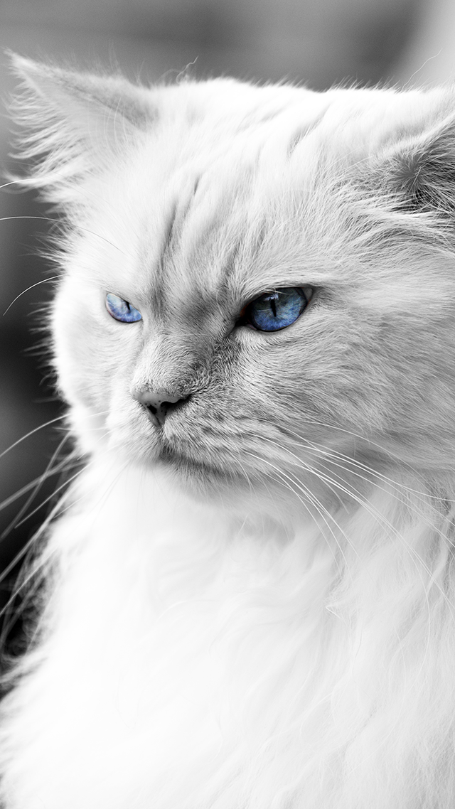The Boss Home Screen Wallpaper.