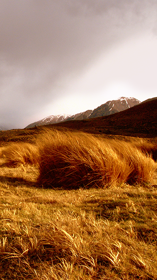 Blowing Grass
