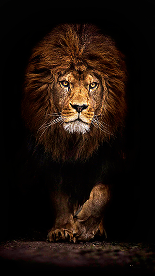 Mufasa Lion