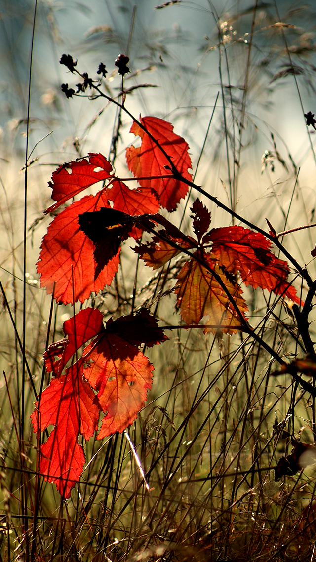 Autumn Leaves Huawei Wallpaper.
