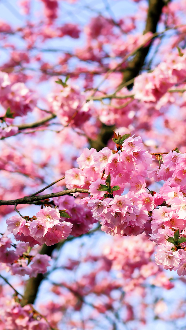 Cherry Blossom Tree Huawei Wallpaper.