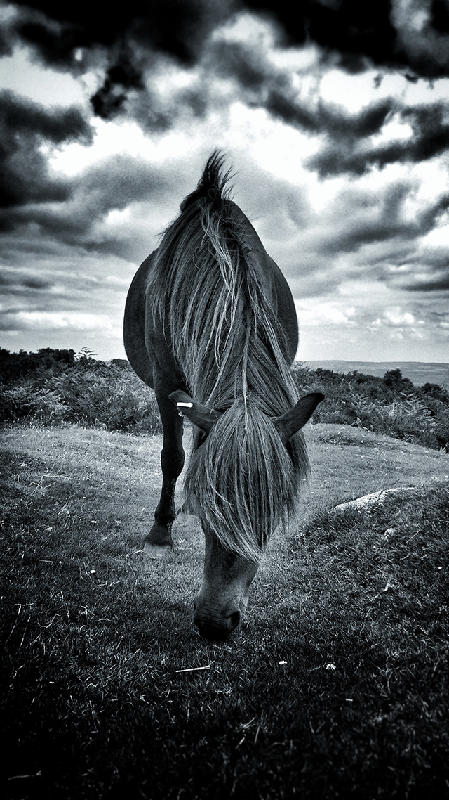 Dark Pony Huawei Wallpaper.