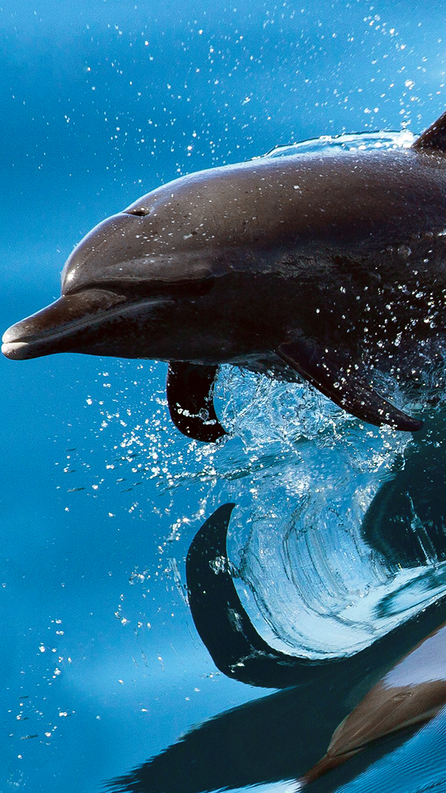 Flying Dolphin Huawei Wallpaper.