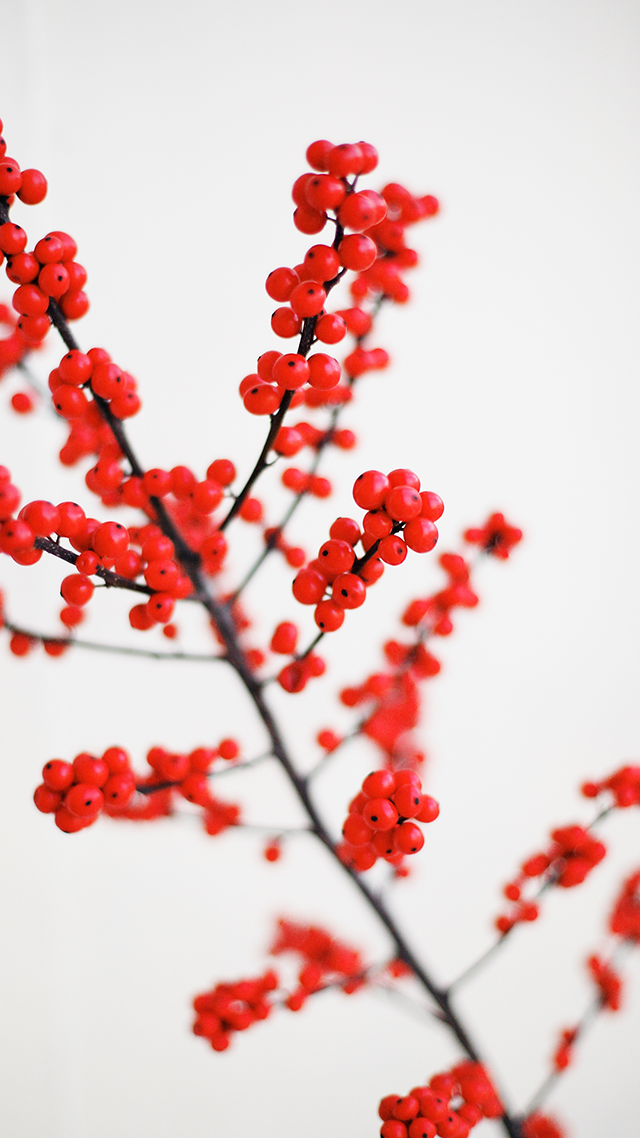 Holly Huawei Wallpaper.