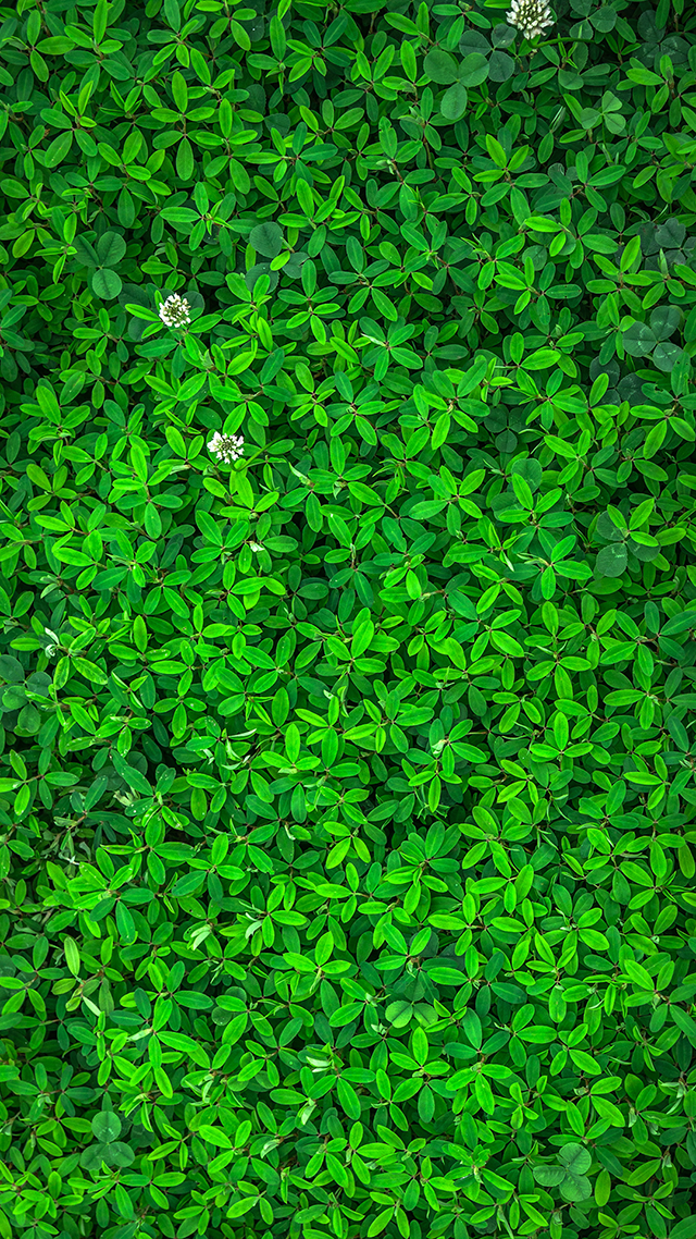 Leaf Wall Huawei Wallpaper.