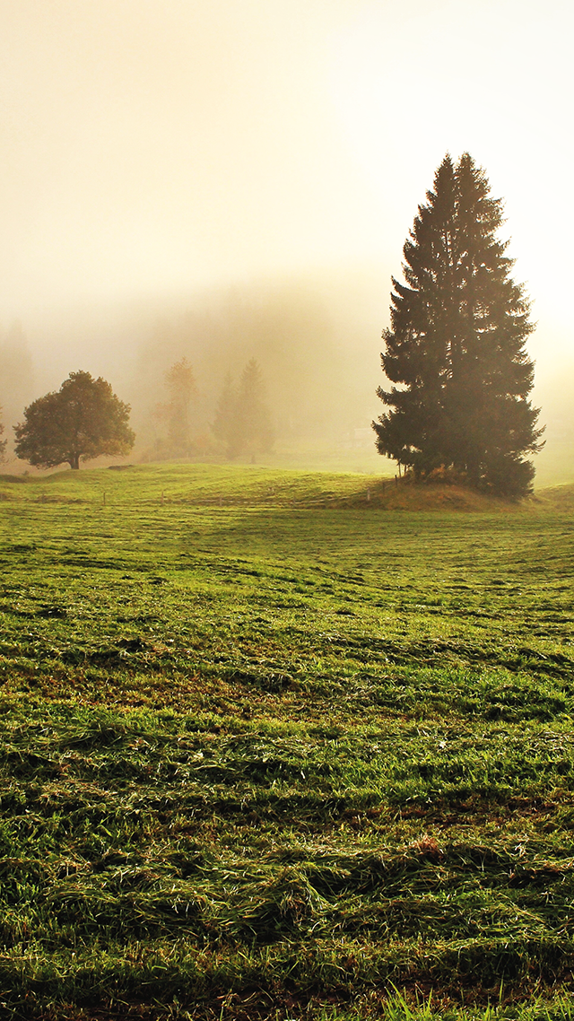 Misty Meadow Huawei Wallpaper.