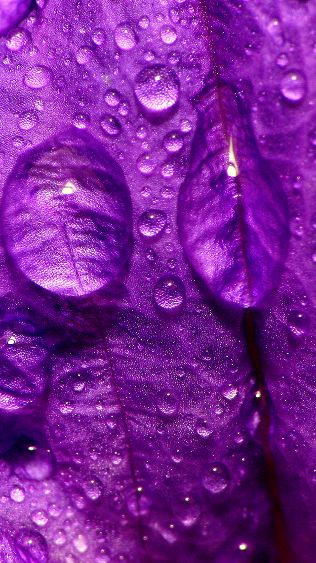 Purple Rain Huawei Wallpaper.