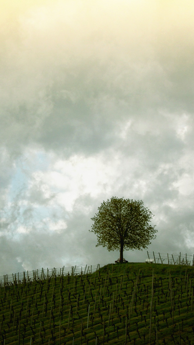 That Tree Huawei Wallpaper.