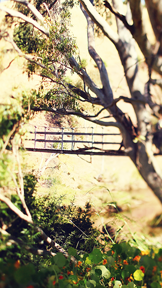 Hidden Bridge