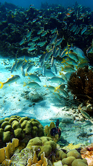 Under The Sea