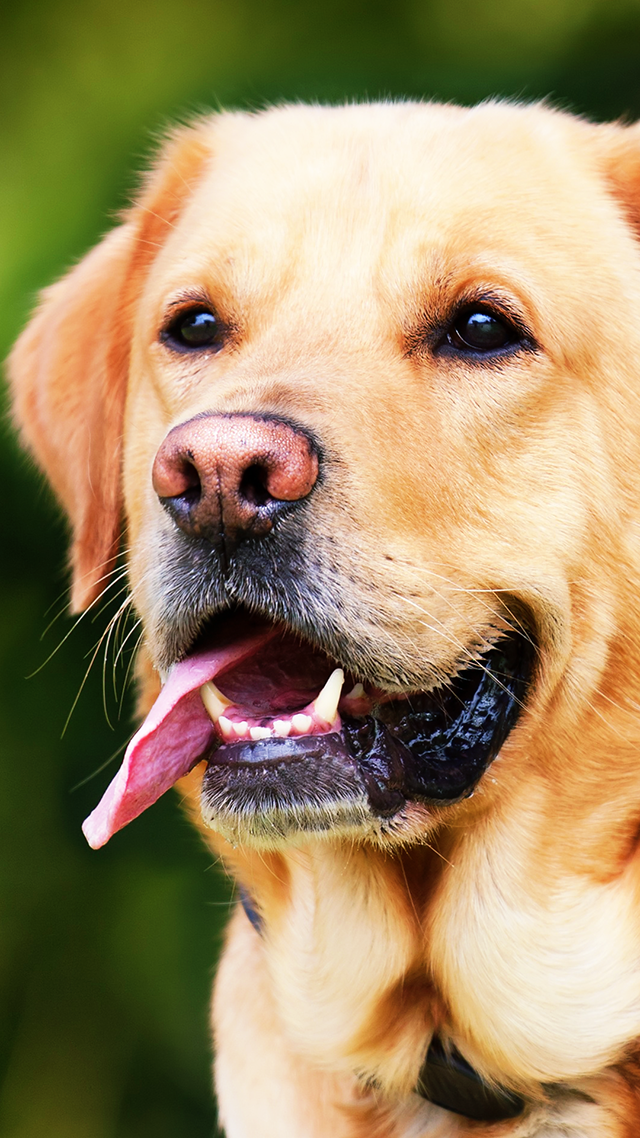 Labrador Huawei P30 Pro Wallpaper.