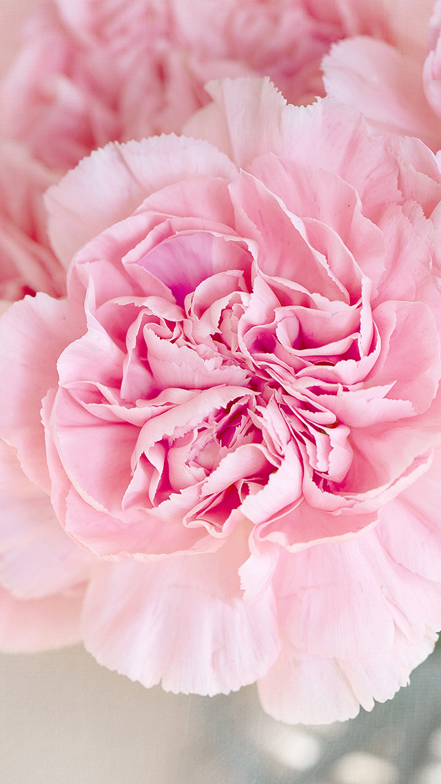 Pink Flower Huawei P30 Pro Wallpaper.