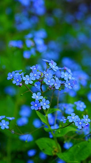 Forget Me Not