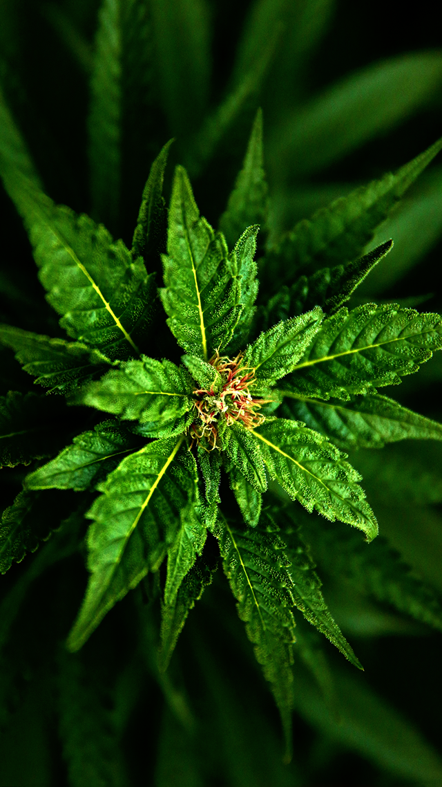 Amnesia Green Huawei P50 Pro Wallpaper.