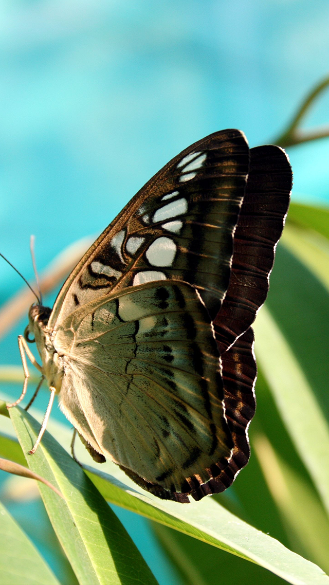 Butterfly Huawei P50 Pro Wallpaper.