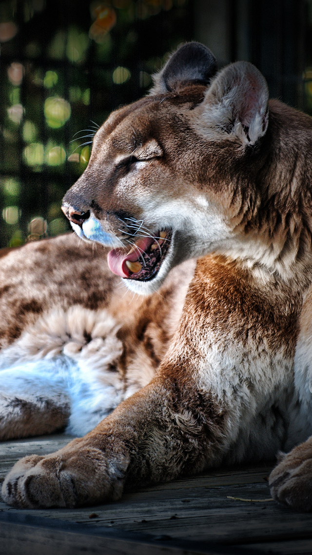 Cougar Huawei P50 Pro Wallpaper.