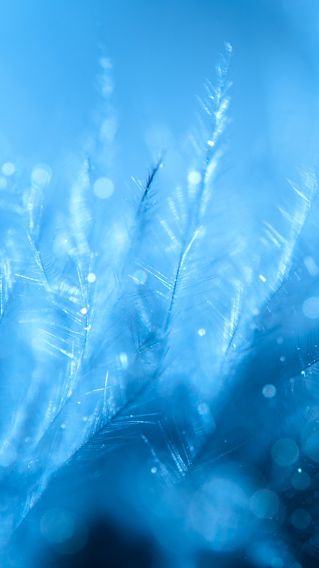 Frozen Feathers Huawei P50 Pro Wallpaper.