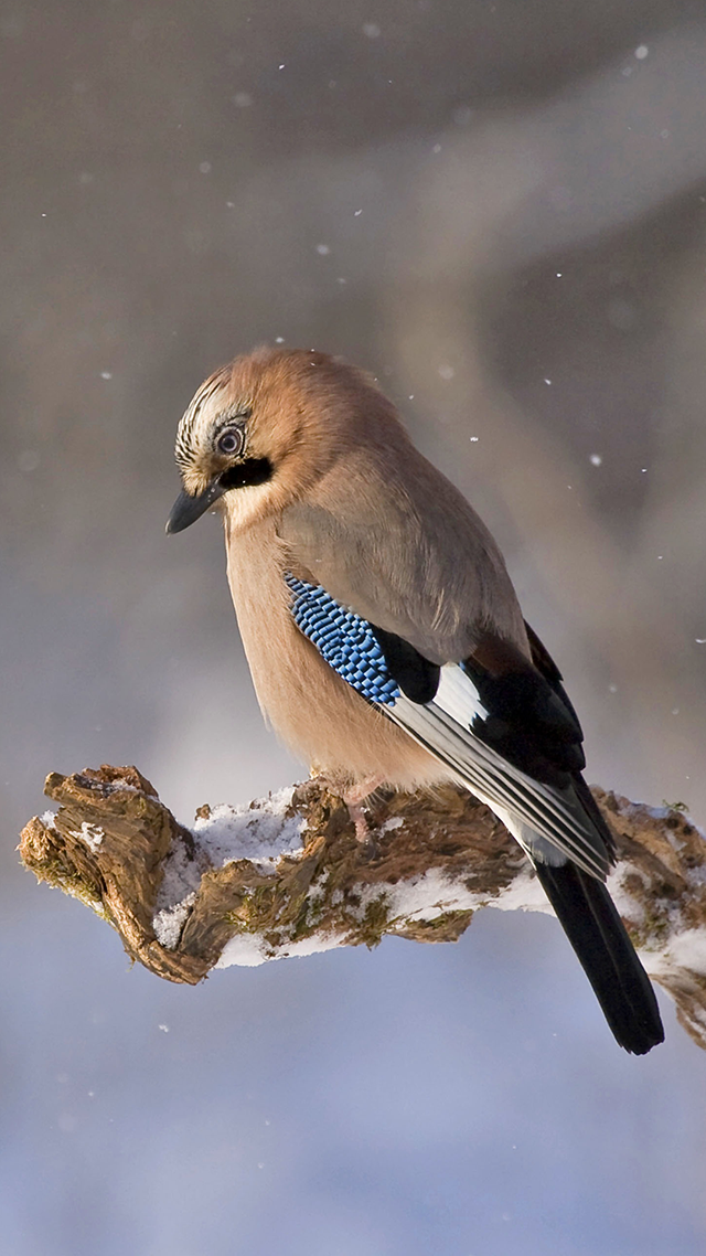 Jay Bird Huawei P50 Pro Wallpaper.