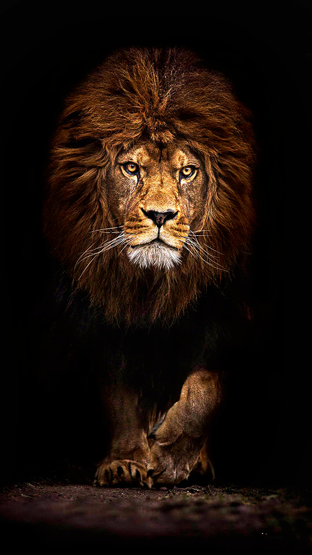 Mufasa Lion Huawei P50 Pro Wallpaper.