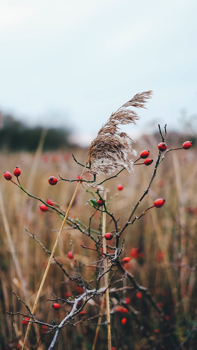 Red Berry Huawei P50 Pro Wallpaper.
