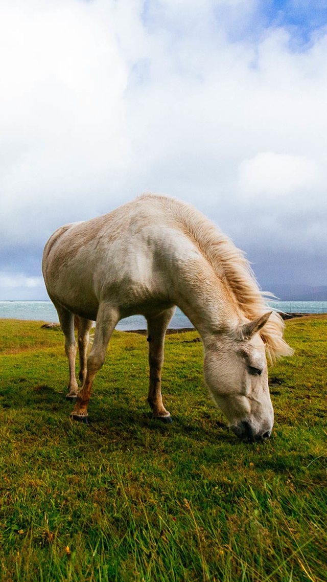 Wild Horse Huawei P50 Pro Wallpaper.