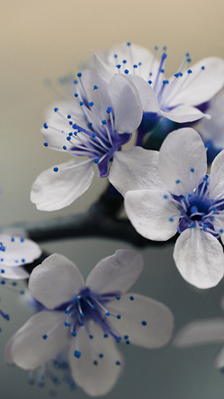 Beautiful Blue
