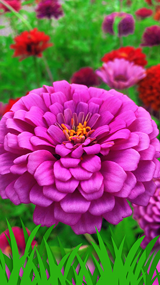 Flower Fiction
