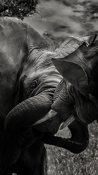 Mighty Elephants