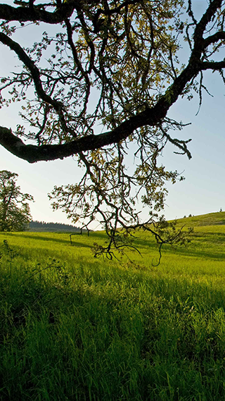 Oak Savannah