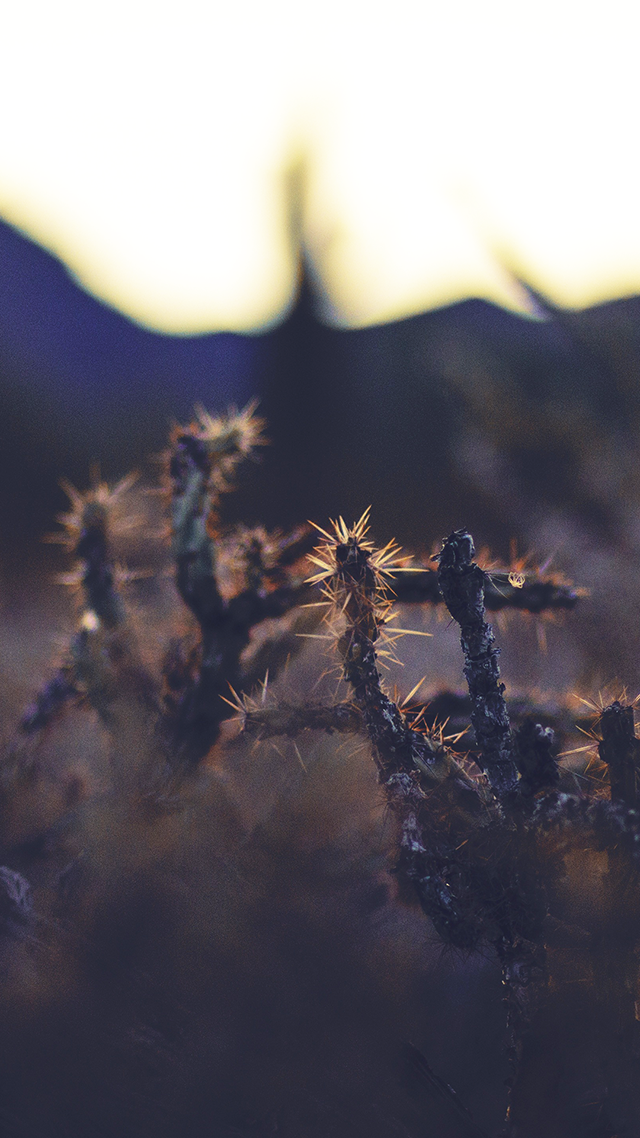 Cactus Patch iPhone Wallpaper.