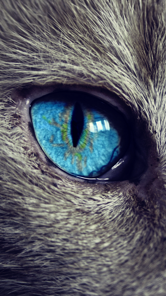 Cat Eye iPhone Wallpaper.