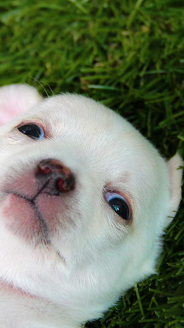 Cute Puppy iPhone Wallpaper.