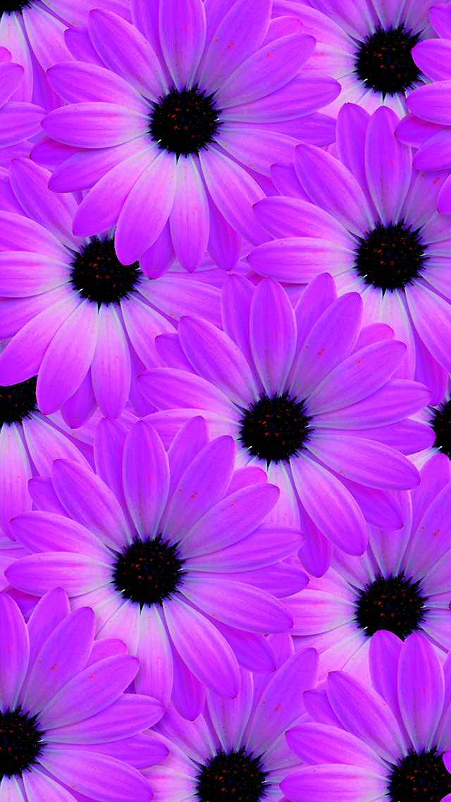 Flower Vision iPhone Wallpaper.