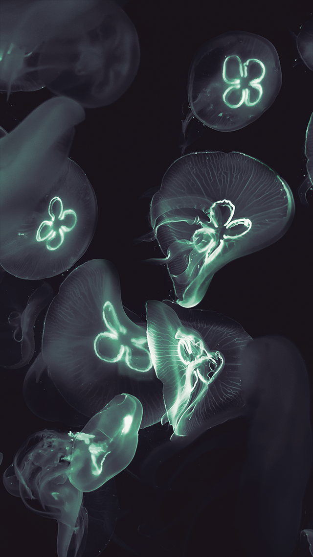 Glowing Jellyfish iPhone Wallpaper.