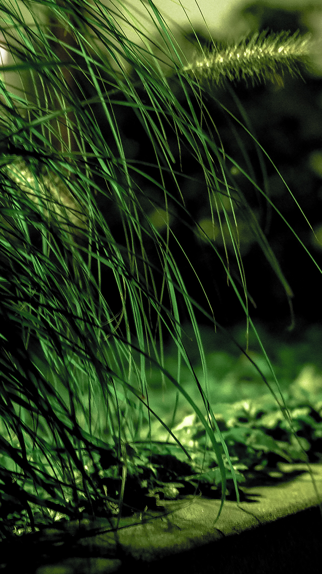 Grass iPhone Wallpaper.