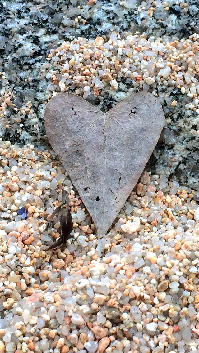 Heart Leaf iPhone Wallpaper.