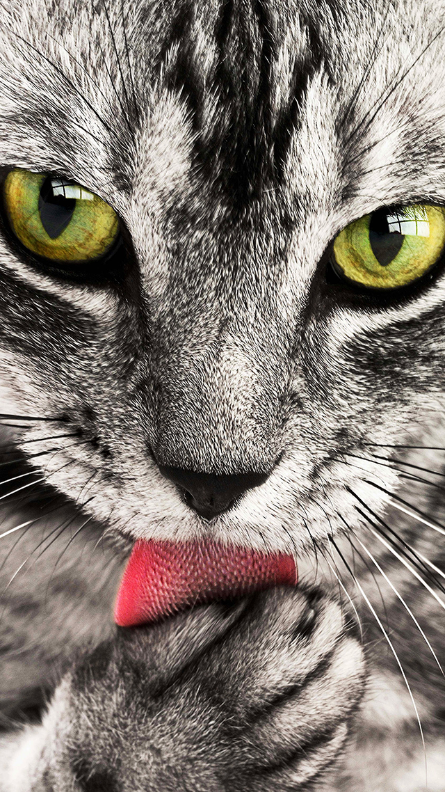 Kitten iPhone Wallpaper.