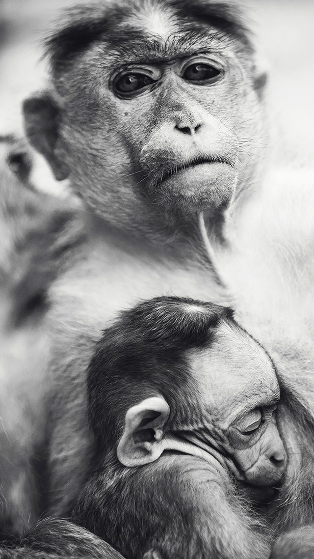 Monkey Momma iPhone Wallpaper.