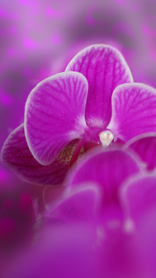 Purple Orchid iPhone Wallpaper.