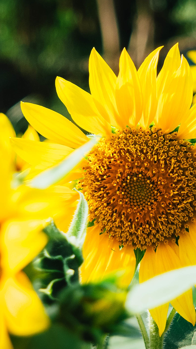 Sunflower iPhone Wallpaper.