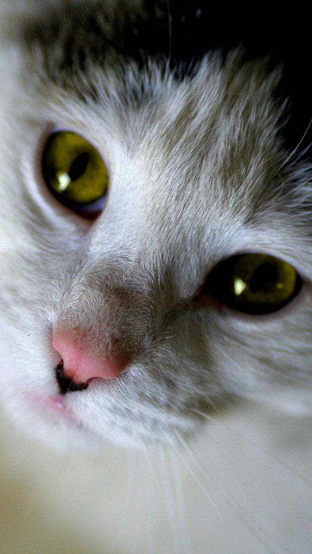 Tiny Kitten iPhone Wallpaper.