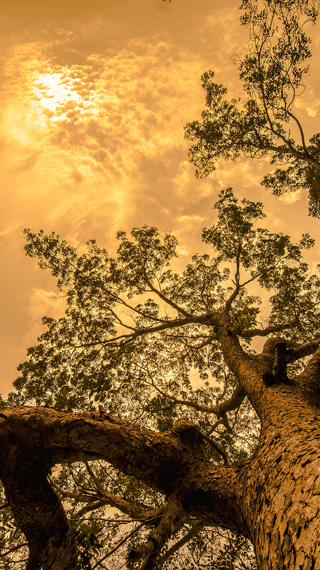 Tree Fall iPhone Wallpaper.
