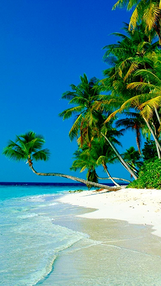 Ocean Palm