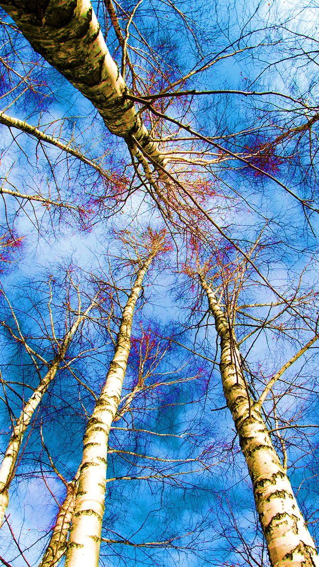 Blue Trees iPhone 11 Pro Max Wallpaper.