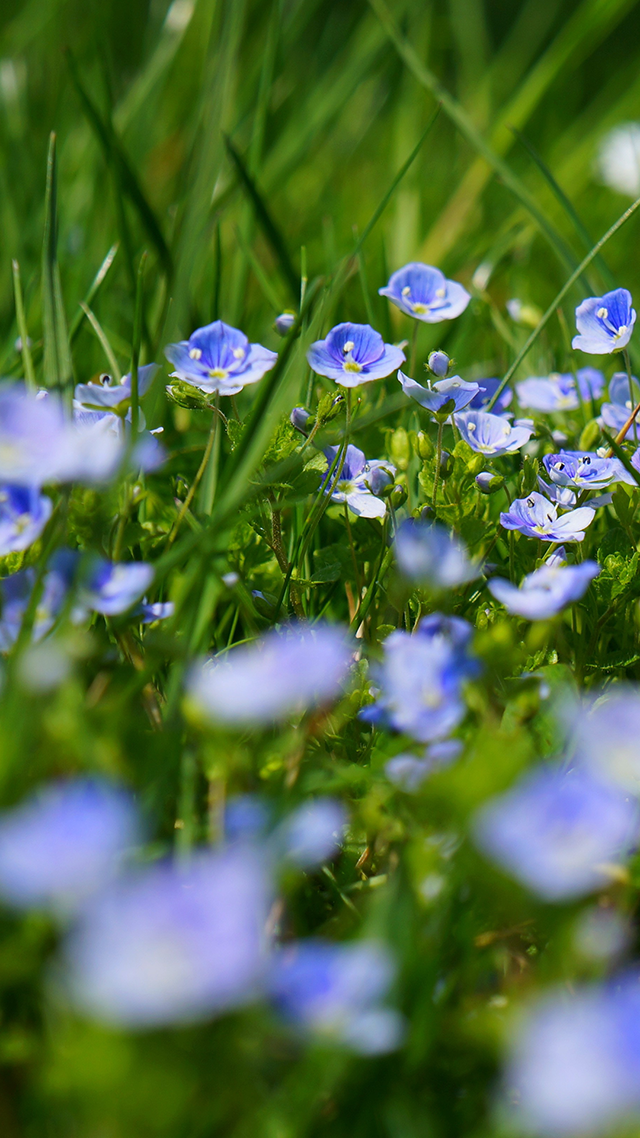 Chamaedrys Flowers iPhone 11 Pro Max Wallpaper.