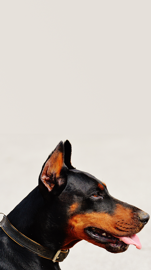 Doberman iPhone 11 Pro Max Wallpaper.