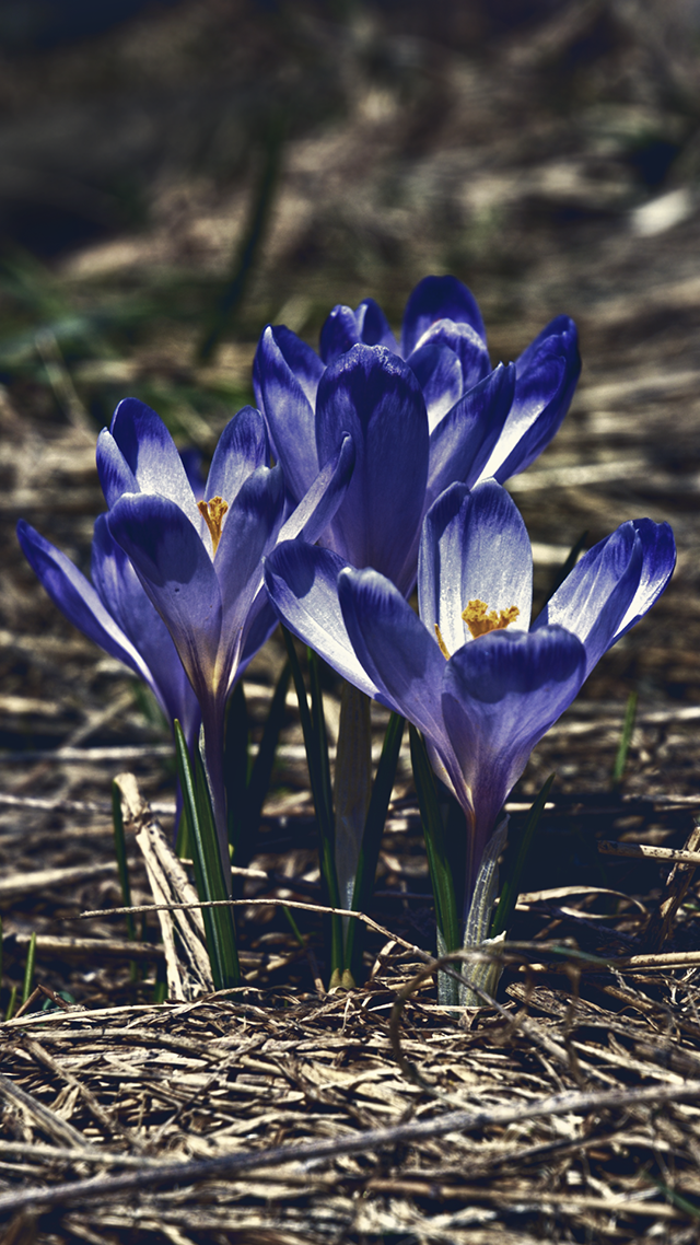 Midnight Violets iPhone 11 Pro Max Wallpaper.