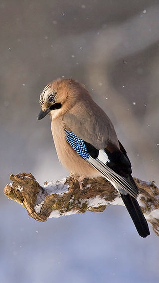 Jay Bird